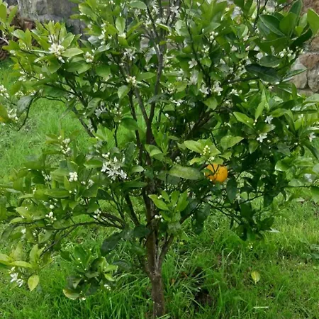 Casa de Férias La Casuca Del Norte Hornedo